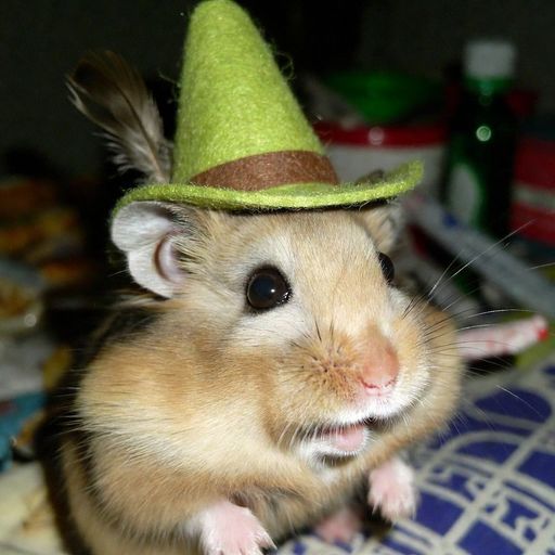 CASHRAT