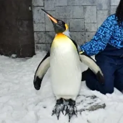PENGU