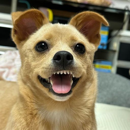 DOGE