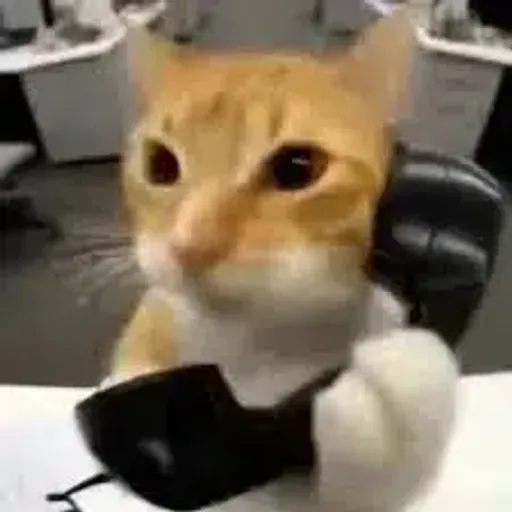 CALLOUTCAT