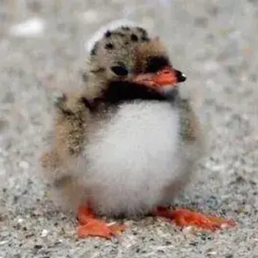 Puffin