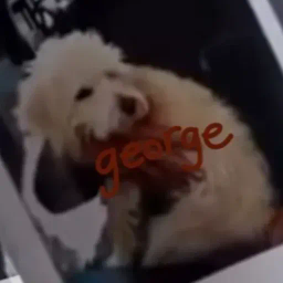 george