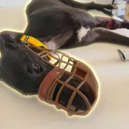 Sol