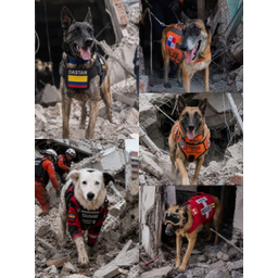 Hero Dog