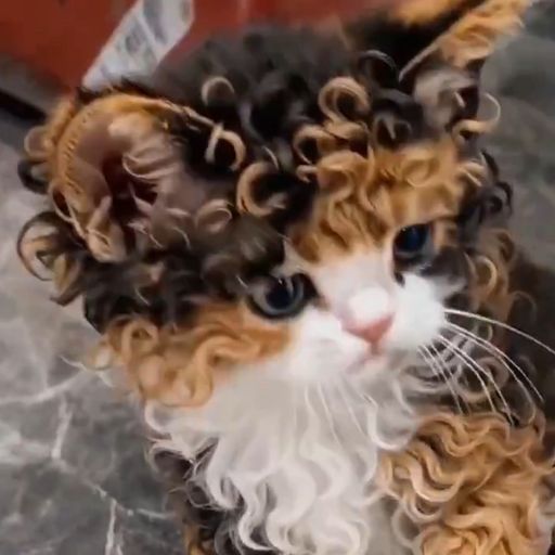 Curly