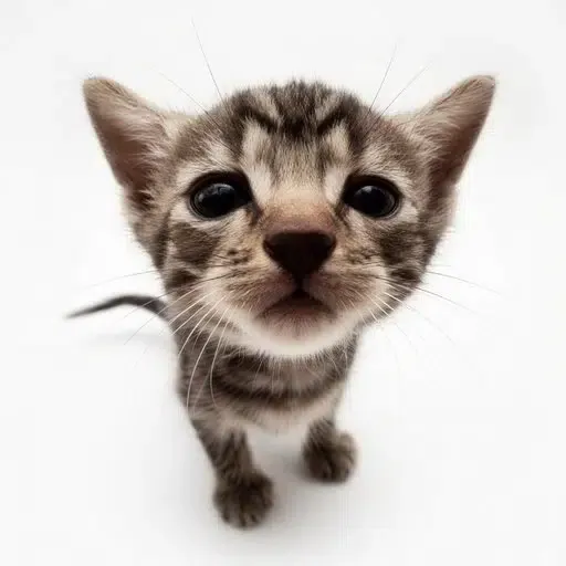 Elgatito