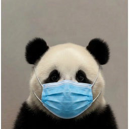pandamic