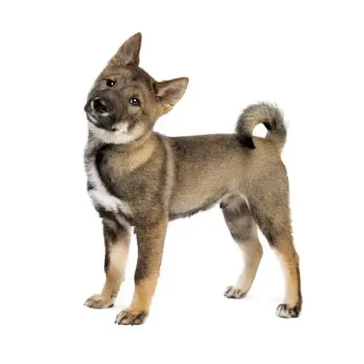 Shikoku