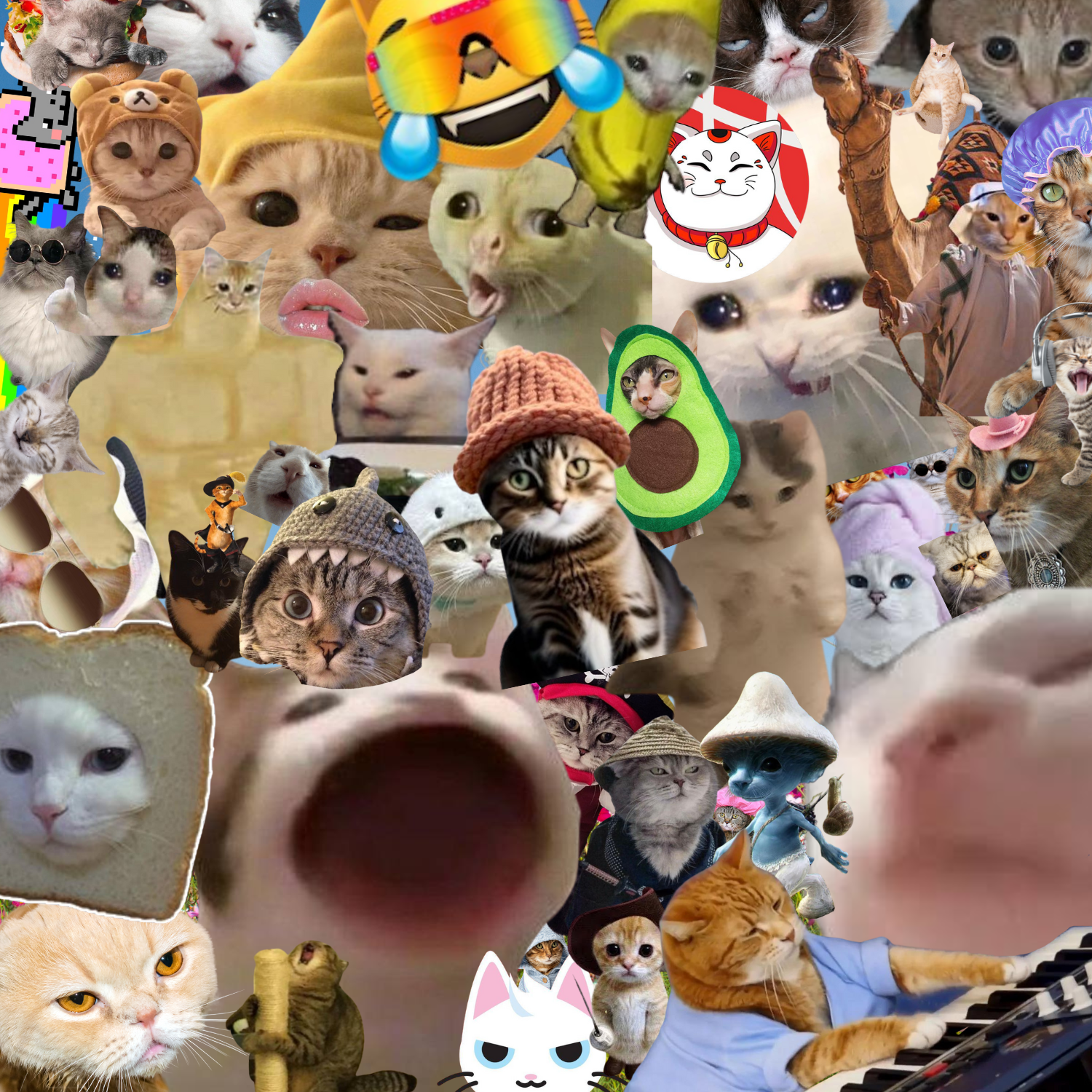 cats