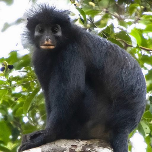 Likweli