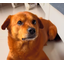 XIAO