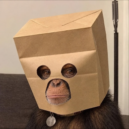 ZCHIMP