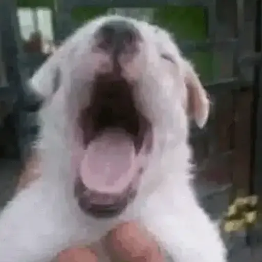 popdog