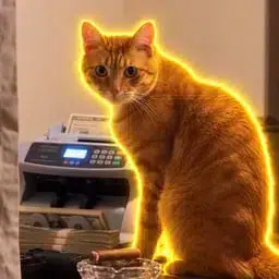 cashcat