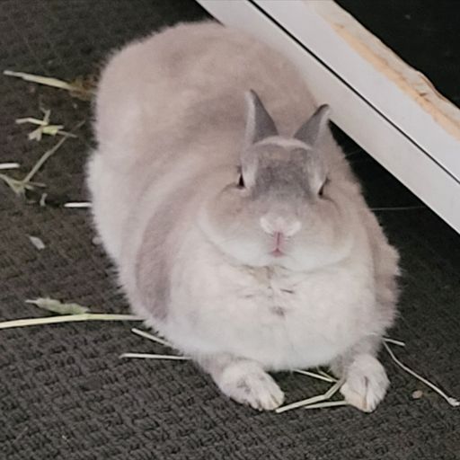 BULLBUNNY