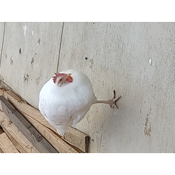 FLICKEN