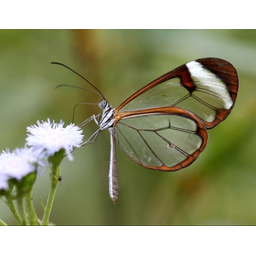 FLY