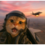 warcat