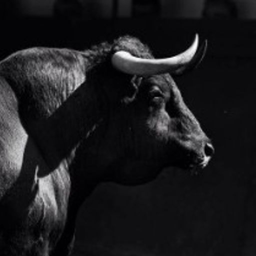 Bull