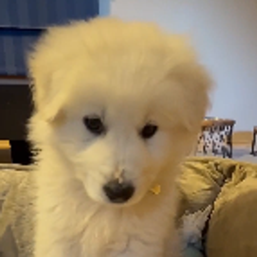 BENJI
