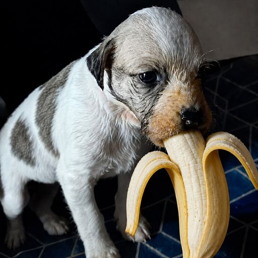 BANDOG