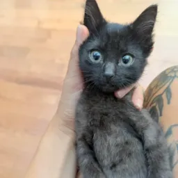 BABBY