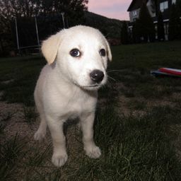 BRUNO