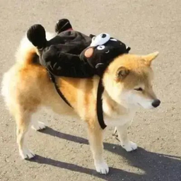 丸太郎