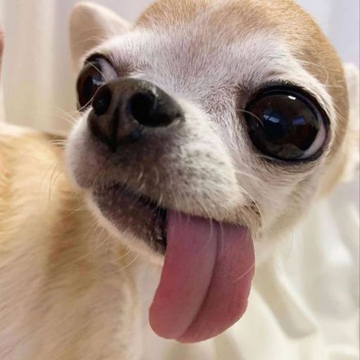 LICKINGDOG