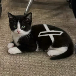 XCAT