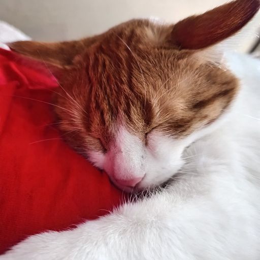 Lio