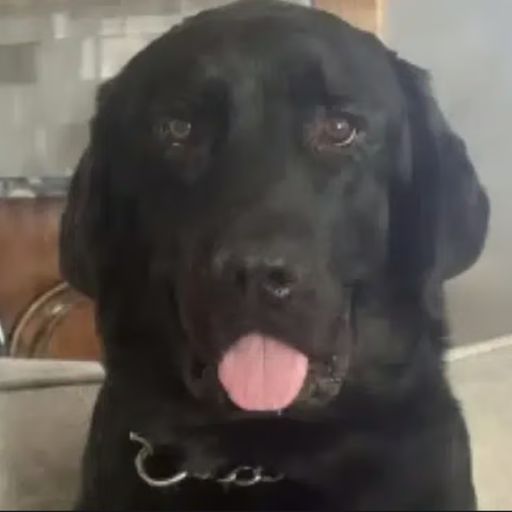 hank