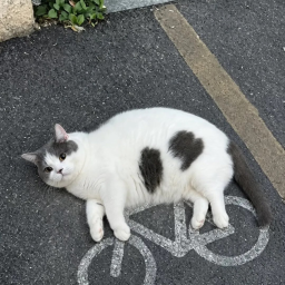 CATC