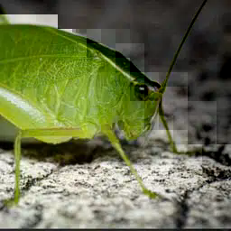 BUGE