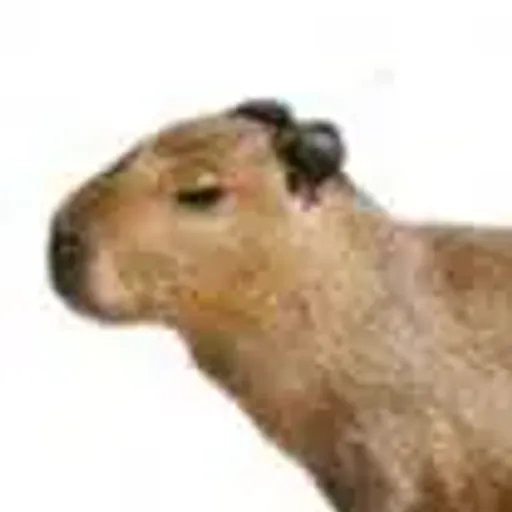 capybara