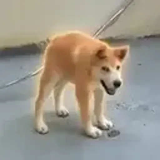 土豆