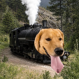 DogTrain