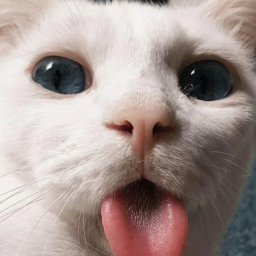 kittylick