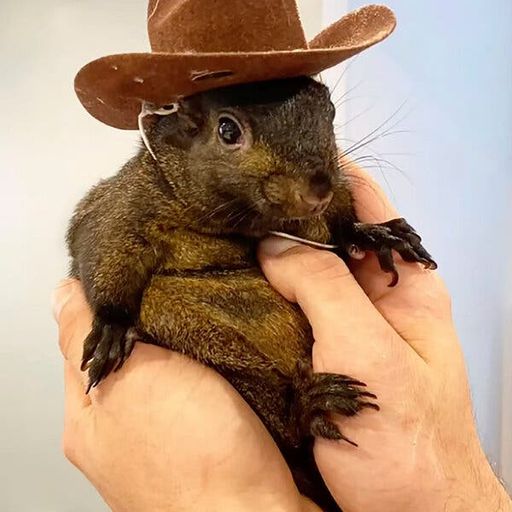 RIPpnut