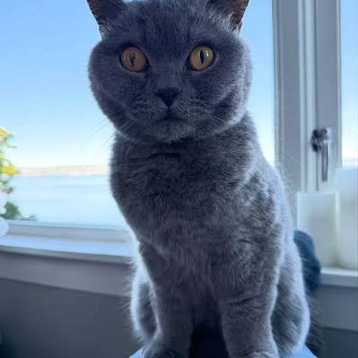 CATWEK