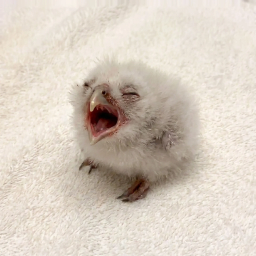 SCREAM