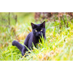 MIAU