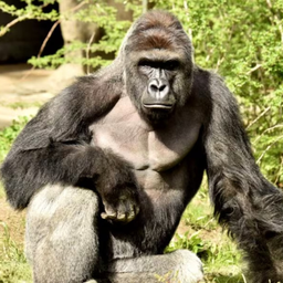 HARAMBE
