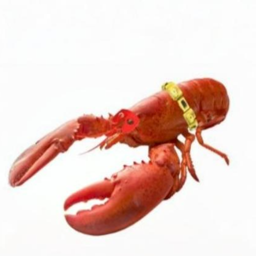 Lobster