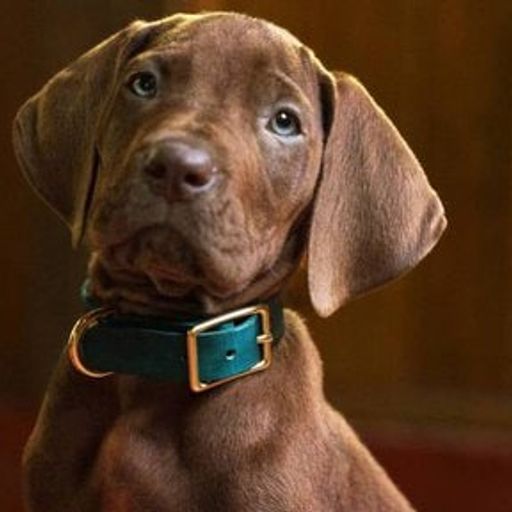 scooby