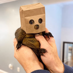 ZPNUT