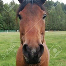horse