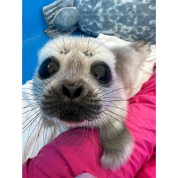 SEALS