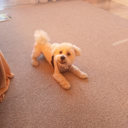 bichon