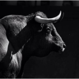 Bull3